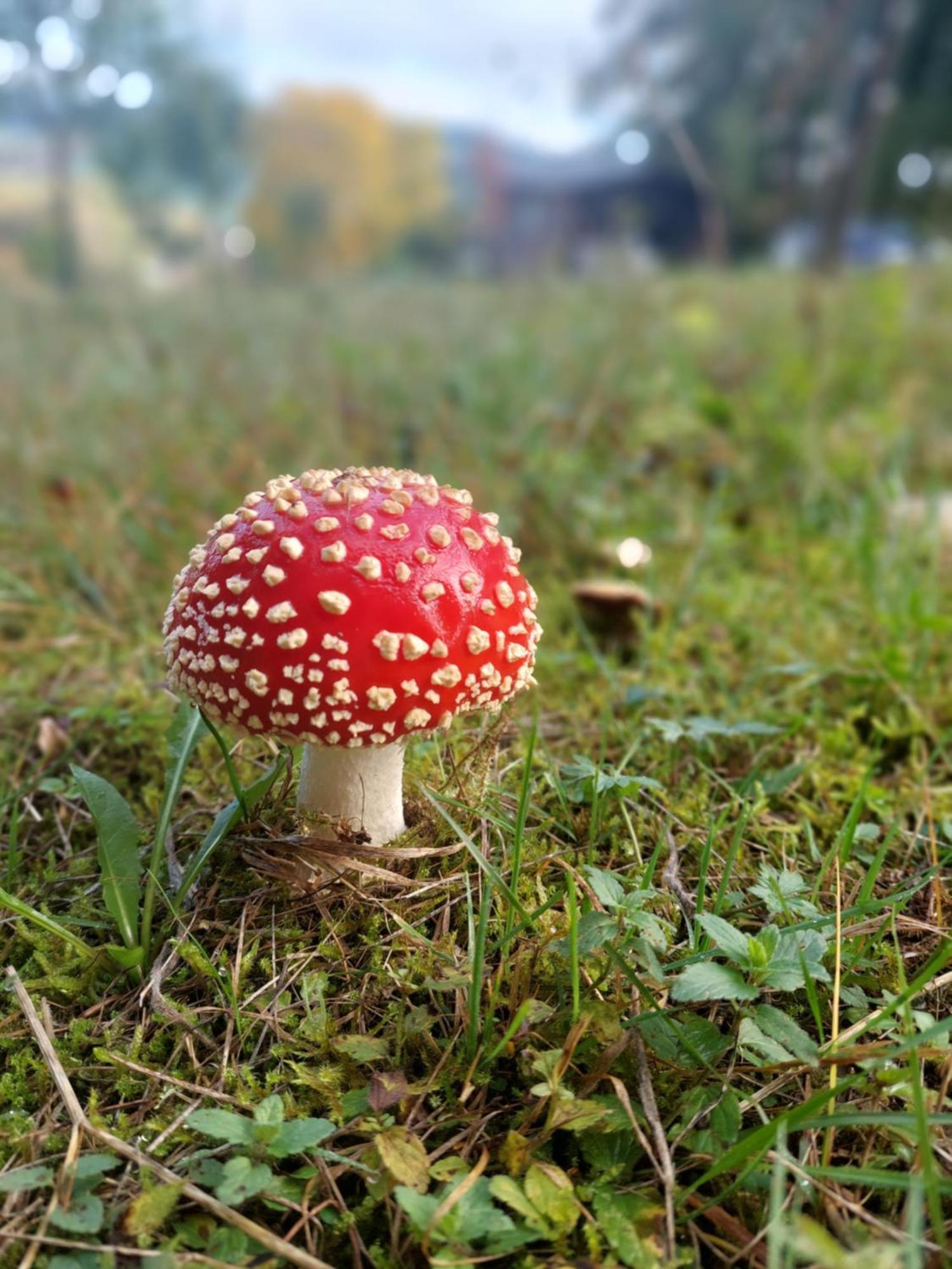 Na Samote, Sumava